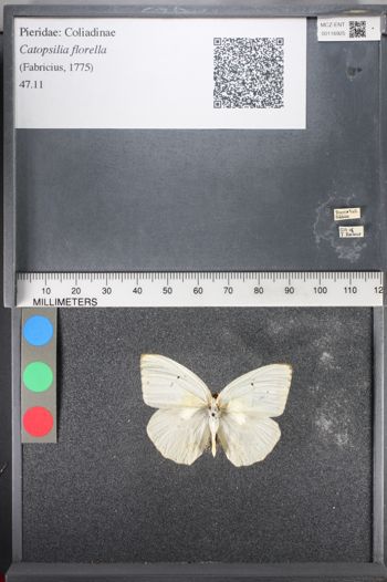 Media type: image;   Entomology 116925